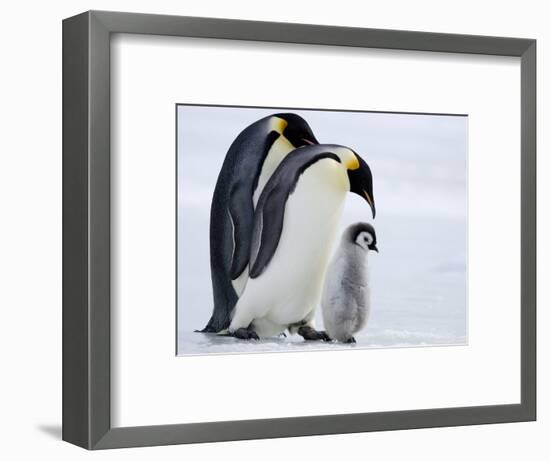 Emperor Penguins (Aptenodytes Forsteri) and Chick, Snow Hill Island, Weddell Sea, Antarctica-Thorsten Milse-Framed Photographic Print