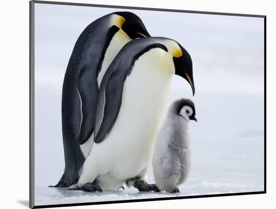 Emperor Penguins (Aptenodytes Forsteri) and Chick, Snow Hill Island, Weddell Sea, Antarctica-Thorsten Milse-Mounted Photographic Print