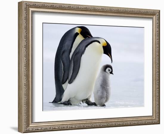 Emperor Penguins (Aptenodytes Forsteri) and Chick, Snow Hill Island, Weddell Sea, Antarctica-Thorsten Milse-Framed Photographic Print