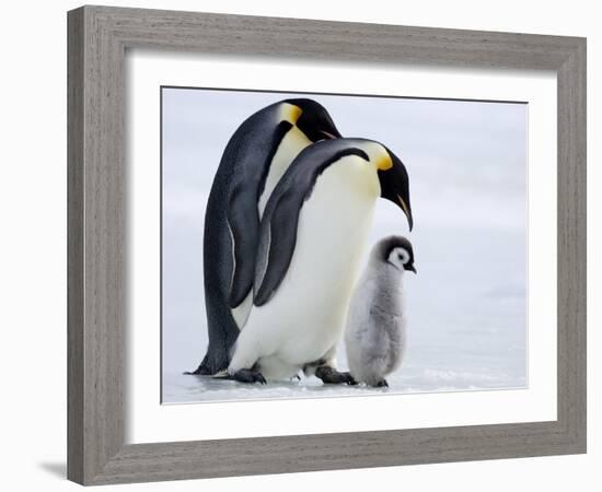 Emperor Penguins (Aptenodytes Forsteri) and Chick, Snow Hill Island, Weddell Sea, Antarctica-Thorsten Milse-Framed Photographic Print