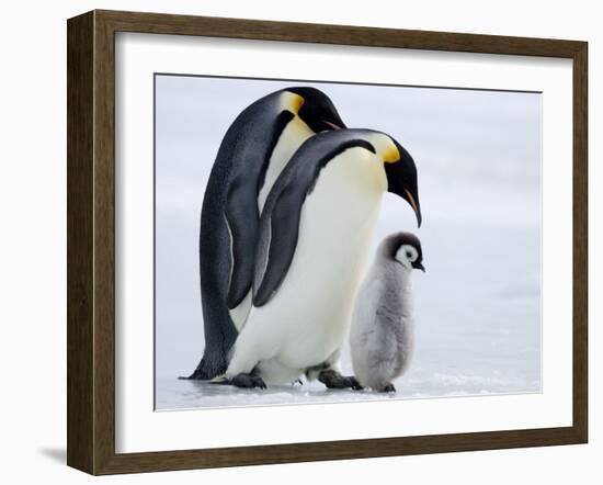 Emperor Penguins (Aptenodytes Forsteri) and Chick, Snow Hill Island, Weddell Sea, Antarctica-Thorsten Milse-Framed Photographic Print