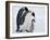 Emperor Penguins (Aptenodytes Forsteri) and Chick, Snow Hill Island, Weddell Sea, Antarctica-Thorsten Milse-Framed Photographic Print