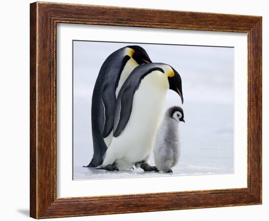 Emperor Penguins (Aptenodytes Forsteri) and Chick, Snow Hill Island, Weddell Sea, Antarctica-Thorsten Milse-Framed Photographic Print