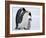 Emperor Penguins (Aptenodytes Forsteri) and Chick, Snow Hill Island, Weddell Sea, Antarctica-Thorsten Milse-Framed Photographic Print