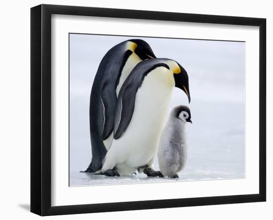 Emperor Penguins (Aptenodytes Forsteri) and Chick, Snow Hill Island, Weddell Sea, Antarctica-Thorsten Milse-Framed Photographic Print