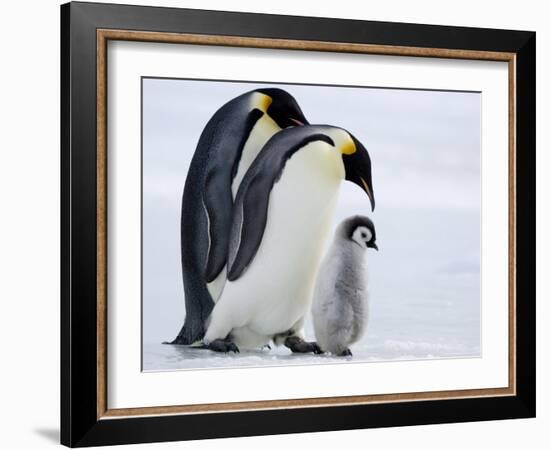 Emperor Penguins (Aptenodytes Forsteri) and Chick, Snow Hill Island, Weddell Sea, Antarctica-Thorsten Milse-Framed Photographic Print