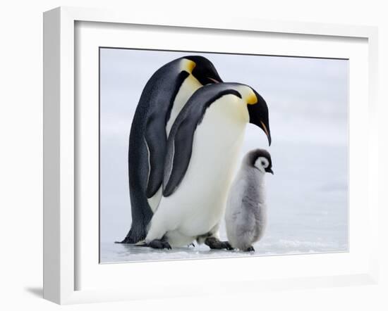 Emperor Penguins (Aptenodytes Forsteri) and Chick, Snow Hill Island, Weddell Sea, Antarctica-Thorsten Milse-Framed Photographic Print