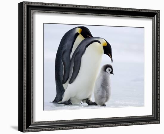 Emperor Penguins (Aptenodytes Forsteri) and Chick, Snow Hill Island, Weddell Sea, Antarctica-Thorsten Milse-Framed Photographic Print