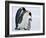 Emperor Penguins (Aptenodytes Forsteri) and Chick, Snow Hill Island, Weddell Sea, Antarctica-Thorsten Milse-Framed Photographic Print