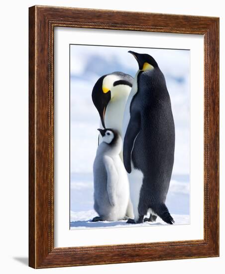 Emperor Penguins (Aptenodytes Forsteri) and Chick, Snow Hill Island, Weddell Sea, Antarctica-Thorsten Milse-Framed Photographic Print