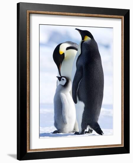 Emperor Penguins (Aptenodytes Forsteri) and Chick, Snow Hill Island, Weddell Sea, Antarctica-Thorsten Milse-Framed Photographic Print