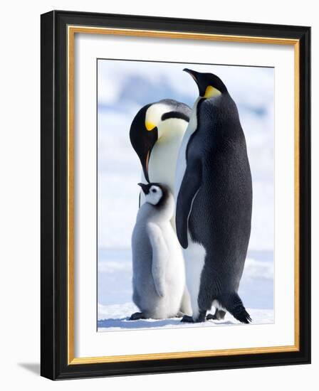 Emperor Penguins (Aptenodytes Forsteri) and Chick, Snow Hill Island, Weddell Sea, Antarctica-Thorsten Milse-Framed Photographic Print