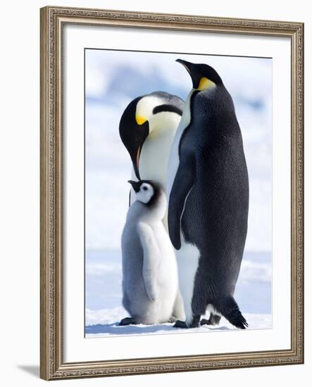 Emperor Penguins (Aptenodytes Forsteri) and Chick, Snow Hill Island, Weddell Sea, Antarctica-Thorsten Milse-Framed Photographic Print