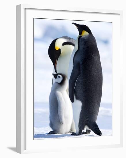 Emperor Penguins (Aptenodytes Forsteri) and Chick, Snow Hill Island, Weddell Sea, Antarctica-Thorsten Milse-Framed Photographic Print