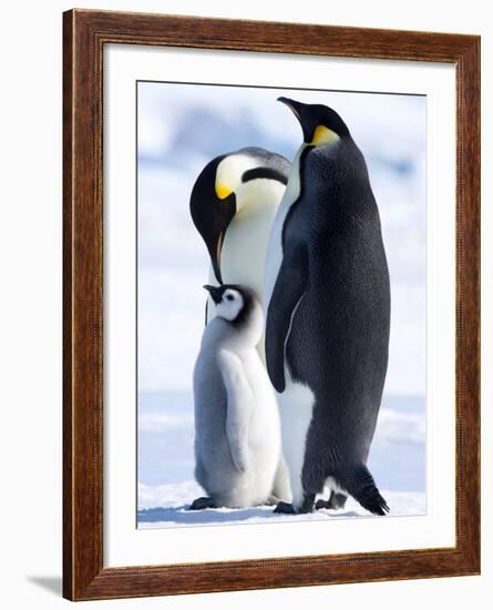 Emperor Penguins (Aptenodytes Forsteri) and Chick, Snow Hill Island, Weddell Sea, Antarctica-Thorsten Milse-Framed Photographic Print