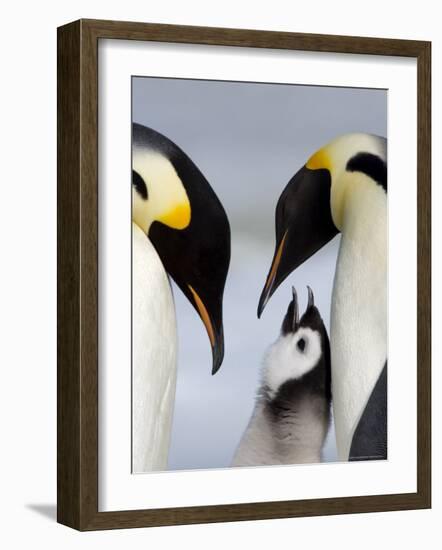 Emperor Penguins (Aptenodytes Forsteri) and Chick, Snow Hill Island, Weddell Sea, Antarctica-Thorsten Milse-Framed Photographic Print