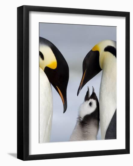 Emperor Penguins (Aptenodytes Forsteri) and Chick, Snow Hill Island, Weddell Sea, Antarctica-Thorsten Milse-Framed Photographic Print