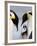 Emperor Penguins (Aptenodytes Forsteri) and Chick, Snow Hill Island, Weddell Sea, Antarctica-Thorsten Milse-Framed Photographic Print