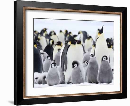 Emperor Penguins (Aptenodytes Forsteri) and Chicks, Snow Hill Island, Weddell Sea, Antarctica-Thorsten Milse-Framed Photographic Print