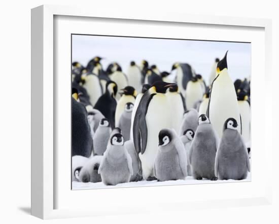 Emperor Penguins (Aptenodytes Forsteri) and Chicks, Snow Hill Island, Weddell Sea, Antarctica-Thorsten Milse-Framed Photographic Print