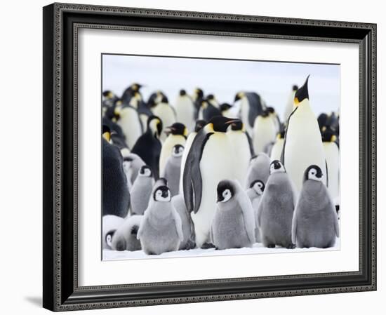 Emperor Penguins (Aptenodytes Forsteri) and Chicks, Snow Hill Island, Weddell Sea, Antarctica-Thorsten Milse-Framed Photographic Print