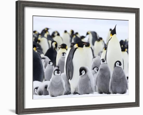 Emperor Penguins (Aptenodytes Forsteri) and Chicks, Snow Hill Island, Weddell Sea, Antarctica-Thorsten Milse-Framed Photographic Print