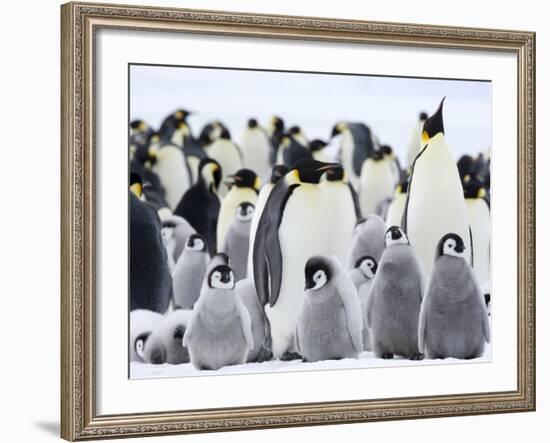 Emperor Penguins (Aptenodytes Forsteri) and Chicks, Snow Hill Island, Weddell Sea, Antarctica-Thorsten Milse-Framed Photographic Print