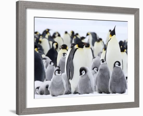 Emperor Penguins (Aptenodytes Forsteri) and Chicks, Snow Hill Island, Weddell Sea, Antarctica-Thorsten Milse-Framed Photographic Print