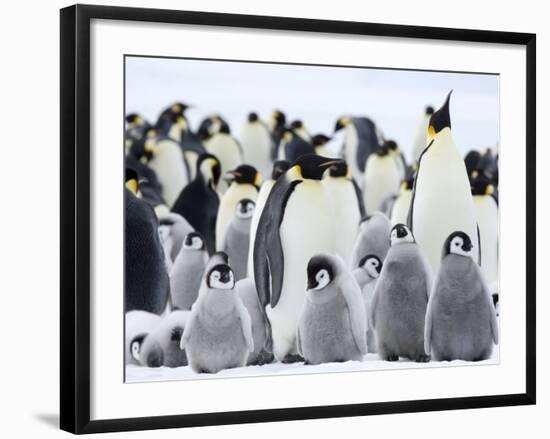 Emperor Penguins (Aptenodytes Forsteri) and Chicks, Snow Hill Island, Weddell Sea, Antarctica-Thorsten Milse-Framed Photographic Print