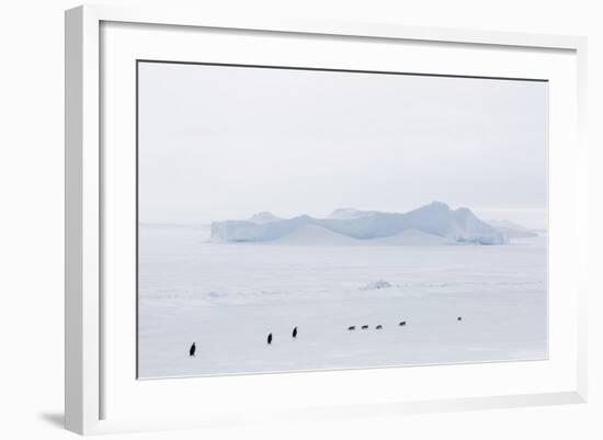 Emperor Penguins (Aptenodytes Forsteri) Marching across Sea Ice on Snow Hill Island-Michael Nolan-Framed Photographic Print