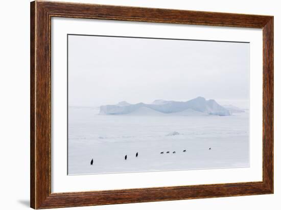 Emperor Penguins (Aptenodytes Forsteri) Marching across Sea Ice on Snow Hill Island-Michael Nolan-Framed Photographic Print