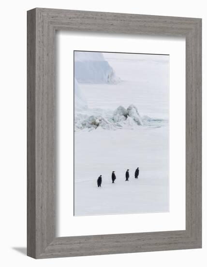 Emperor Penguins (Aptenodytes Forsteri) Marching across Sea Ice on Snow Hill Island-Michael Nolan-Framed Photographic Print