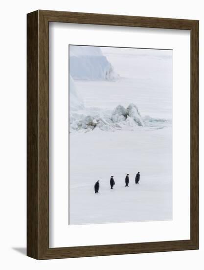 Emperor Penguins (Aptenodytes Forsteri) Marching across Sea Ice on Snow Hill Island-Michael Nolan-Framed Photographic Print