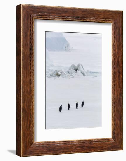 Emperor Penguins (Aptenodytes Forsteri) Marching across Sea Ice on Snow Hill Island-Michael Nolan-Framed Photographic Print