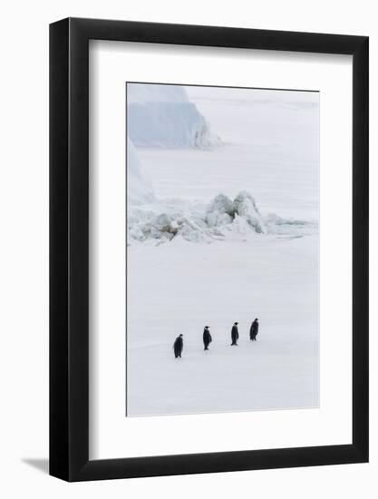 Emperor Penguins (Aptenodytes Forsteri) Marching across Sea Ice on Snow Hill Island-Michael Nolan-Framed Photographic Print