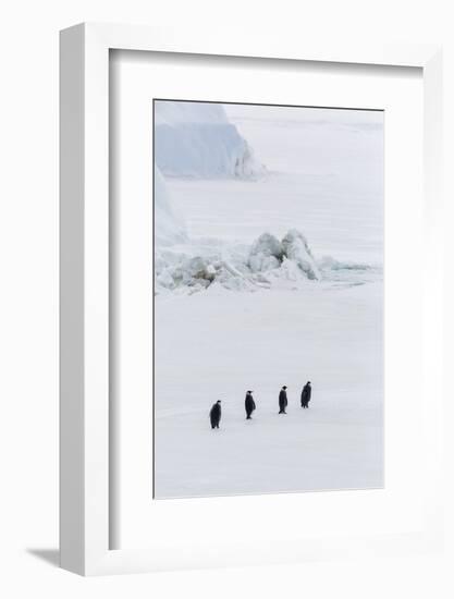 Emperor Penguins (Aptenodytes Forsteri) Marching across Sea Ice on Snow Hill Island-Michael Nolan-Framed Photographic Print