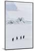 Emperor Penguins (Aptenodytes Forsteri) Marching across Sea Ice on Snow Hill Island-Michael Nolan-Mounted Photographic Print