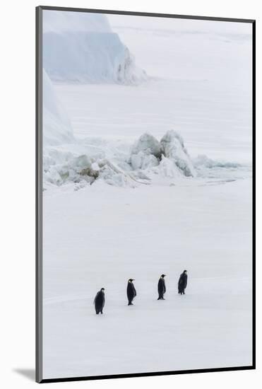 Emperor Penguins (Aptenodytes Forsteri) Marching across Sea Ice on Snow Hill Island-Michael Nolan-Mounted Photographic Print
