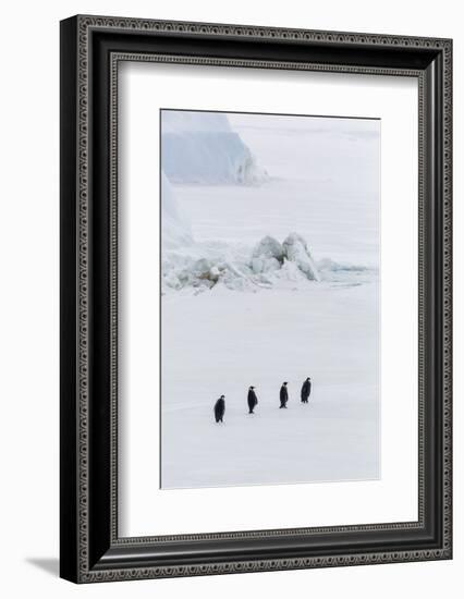 Emperor Penguins (Aptenodytes Forsteri) Marching across Sea Ice on Snow Hill Island-Michael Nolan-Framed Photographic Print