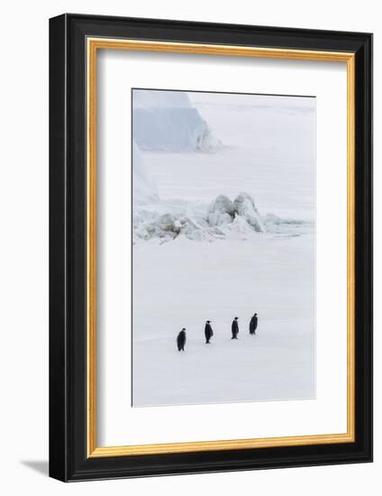 Emperor Penguins (Aptenodytes Forsteri) Marching across Sea Ice on Snow Hill Island-Michael Nolan-Framed Photographic Print