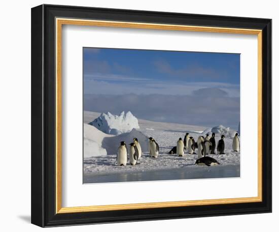 Emperor Penguins (Aptenodytes Forsteri), Snow Hill Island, Weddell Sea, Antarctica, Polar Regions-Thorsten Milse-Framed Photographic Print