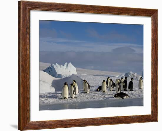 Emperor Penguins (Aptenodytes Forsteri), Snow Hill Island, Weddell Sea, Antarctica, Polar Regions-Thorsten Milse-Framed Photographic Print