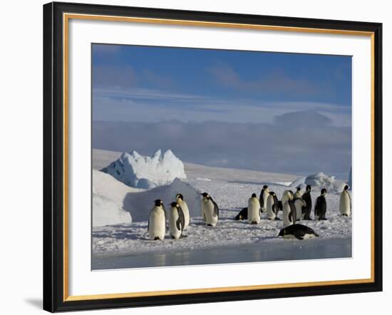 Emperor Penguins (Aptenodytes Forsteri), Snow Hill Island, Weddell Sea, Antarctica, Polar Regions-Thorsten Milse-Framed Photographic Print