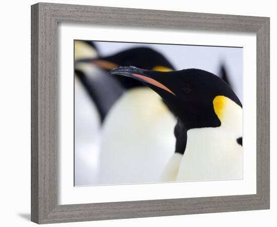 Emperor Penguins (Aptenodytes Forsteri), Snow Hill Island, Weddell Sea, Antarctica, Polar Regions-Thorsten Milse-Framed Photographic Print