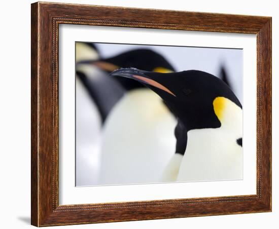 Emperor Penguins (Aptenodytes Forsteri), Snow Hill Island, Weddell Sea, Antarctica, Polar Regions-Thorsten Milse-Framed Photographic Print