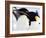 Emperor Penguins (Aptenodytes Forsteri), Snow Hill Island, Weddell Sea, Antarctica, Polar Regions-Thorsten Milse-Framed Photographic Print