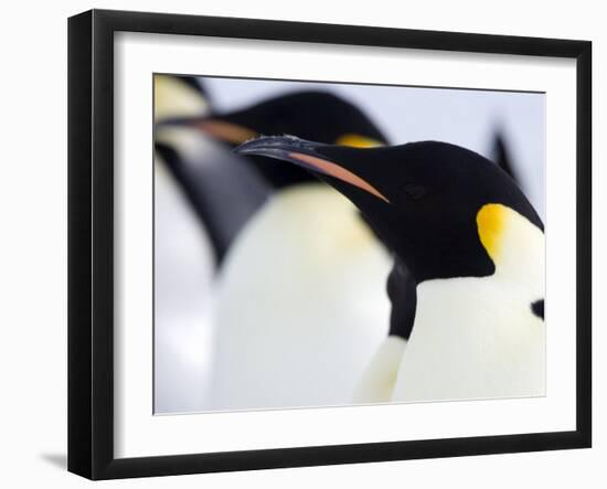 Emperor Penguins (Aptenodytes Forsteri), Snow Hill Island, Weddell Sea, Antarctica, Polar Regions-Thorsten Milse-Framed Photographic Print