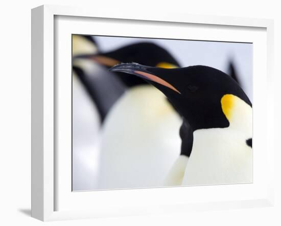 Emperor Penguins (Aptenodytes Forsteri), Snow Hill Island, Weddell Sea, Antarctica, Polar Regions-Thorsten Milse-Framed Photographic Print