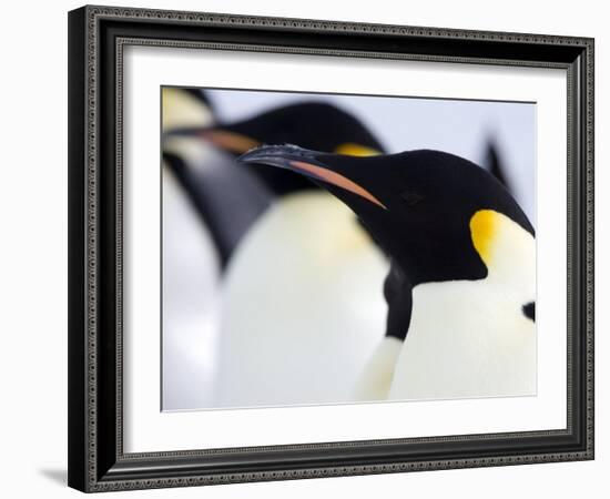 Emperor Penguins (Aptenodytes Forsteri), Snow Hill Island, Weddell Sea, Antarctica, Polar Regions-Thorsten Milse-Framed Photographic Print