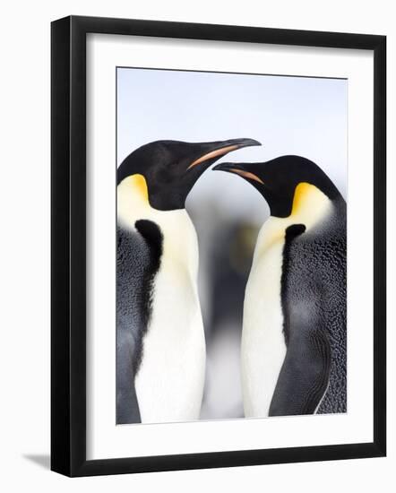 Emperor Penguins (Aptenodytes Forsteri), Snow Hill Island, Weddell Sea, Antarctica, Polar Regions-Thorsten Milse-Framed Photographic Print